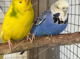 Bonded Pair Male Female Budgies