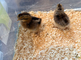 2 cream legbar chicks