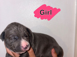 Cane Corso puppies