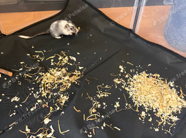 One female gerbil