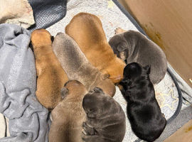 French bulldog puppies for sale