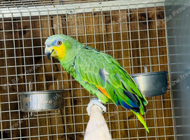 Amazon parrot