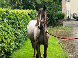 Stunning Appaloosa yearling filly