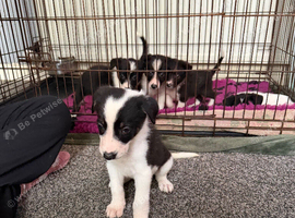 1Girl left ready now!
