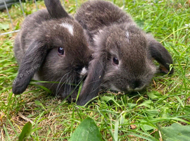 Baby lop bunnies