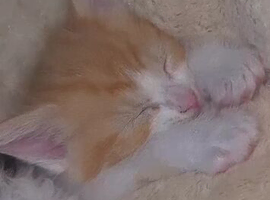 Ginger and white kitten