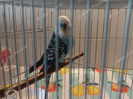 BABY C unsual markings and look sky blue and large white face covering and black wing markings BOY