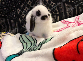 ready 24/9/26 4xmini lion lops bunnies available