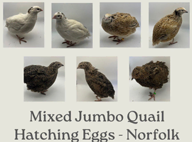 Jumbo Coturnix Quail Mix Hatching Eggs