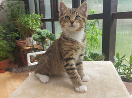 Beautiful Male Tabby Kitten