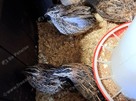 Japanese Jumbo courtnix males