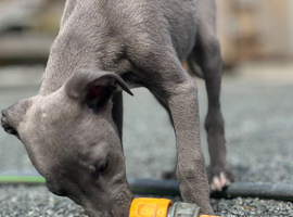 Whippet pups