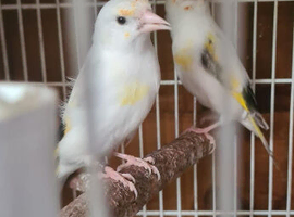 Pied Goldfinch Hen