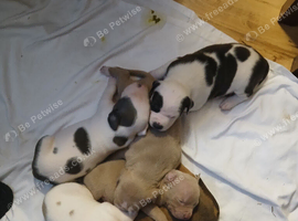 6 staffy cross pups