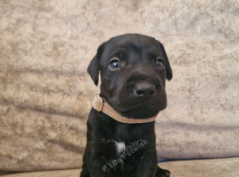 Beautiful Patterdale puppies for sale!