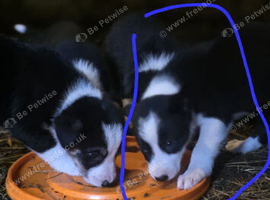 Border collie pups