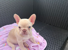 Cream Female French bulldog