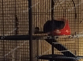 2 boy chinchillas