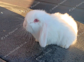 Mini lops