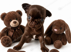 Chihuahua puppies little boys.