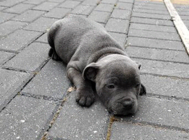 STUNNING BLUE STAFFORDSHIRE BULL TERRIER PUPPIES READY FOR NEW HOMES