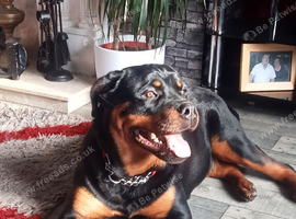 Rottweiler