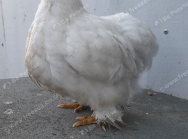 1 white pekin chicken