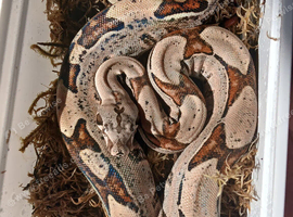 CB25 DH Kahl Leopard