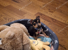 Female Jack Russell