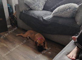 Dogue de Bordeaux x