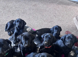 KC Registered Black Labrador Retriever Puppies