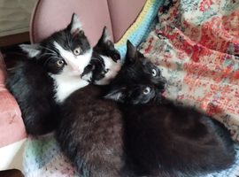 Black kitten