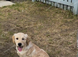 Golden retriever puppy