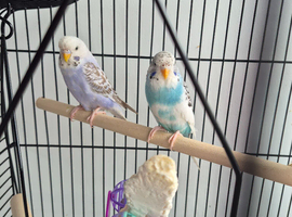 2 budgies