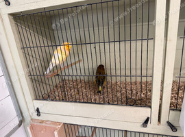 Yourkshire canary&rsquo;s