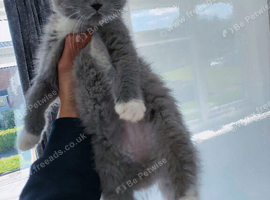 British shorthair kitten
