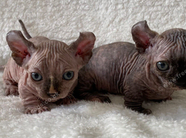 Beautiful Sphynx Dwelf Female Kittens