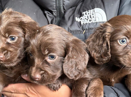 3 beautiful boys