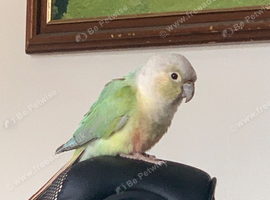 Breeding pair of friendly conures