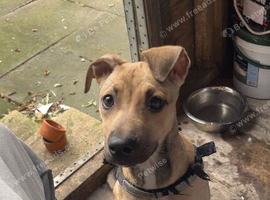 4 month old grey hound