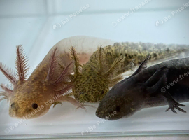 Axolotl babies