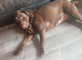 Kc registered chocolate girl