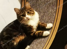 Female cat