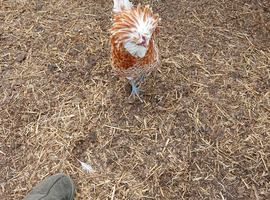 Beautiful Tolbunt pair plus Chamois