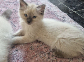 Beautiful loving ragdoll kittens