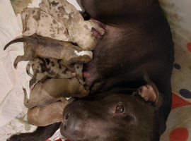 Puppies