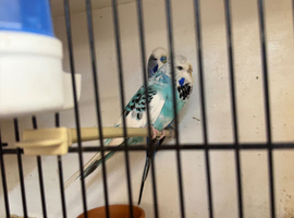 Proven pair of budgies