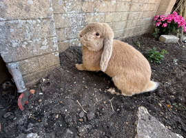 Large Male French Lop - 1 year old, ready for his new home!