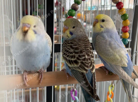 All 3 baby budgies 100