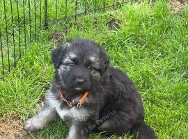 Long haired Chunky GSD puppies